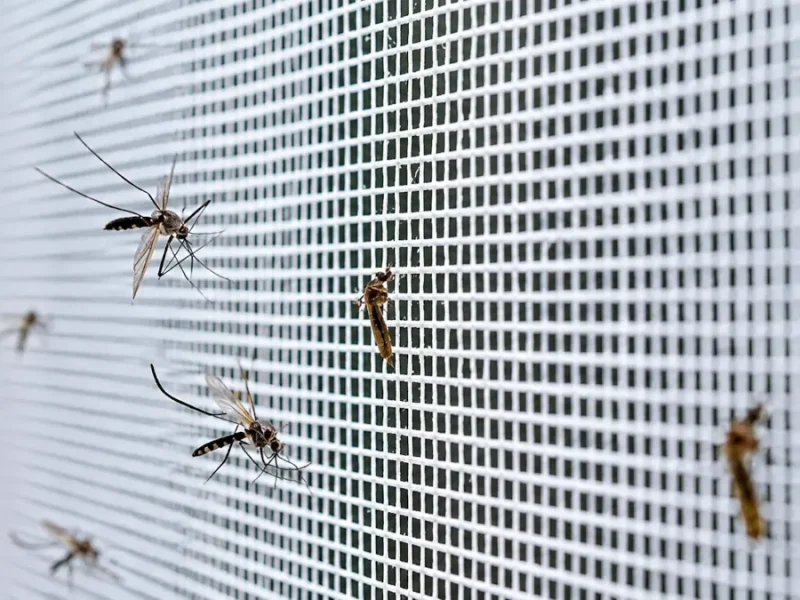 Mosquiteras con enrollamiento vertical